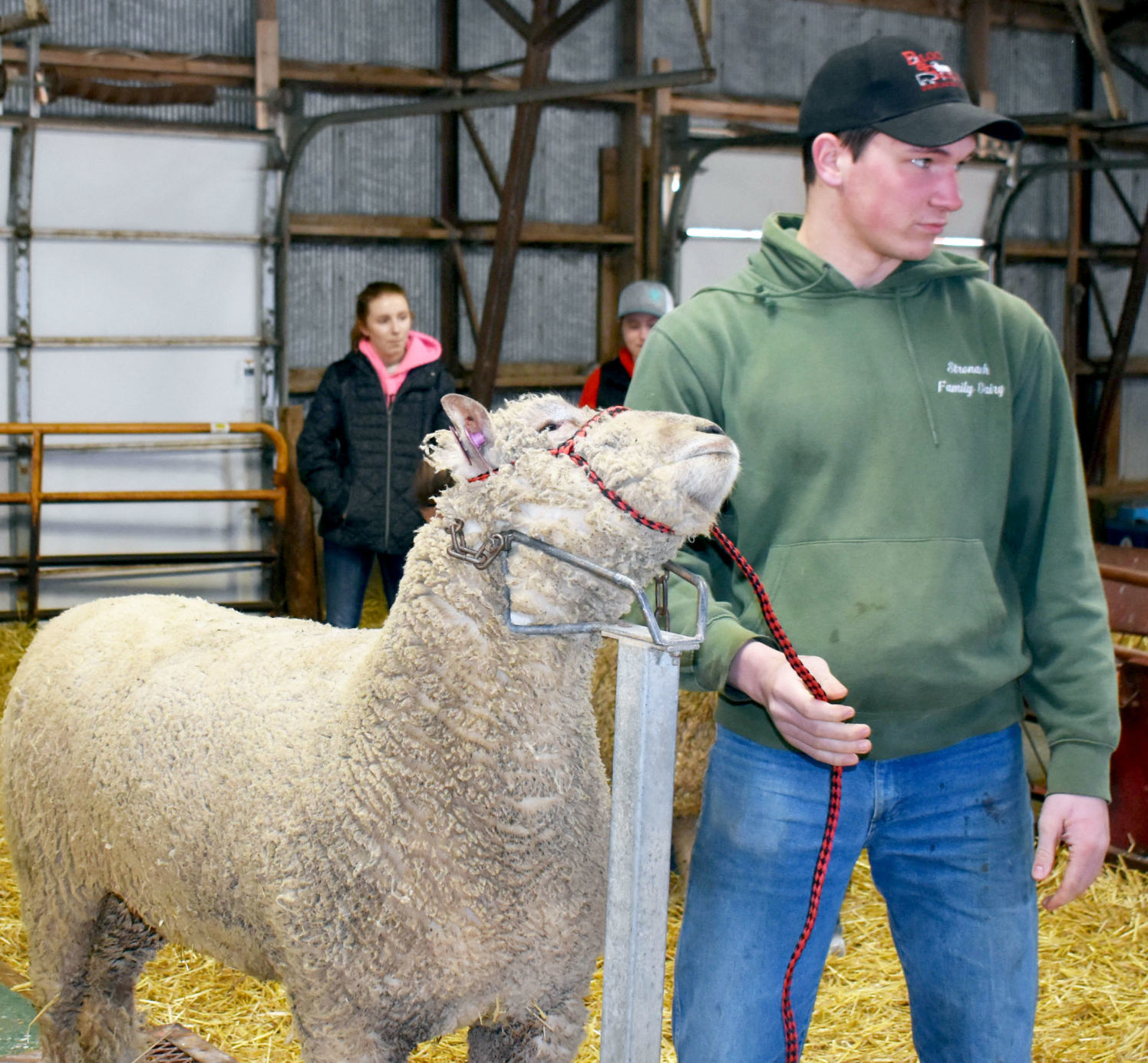 Sheep halter